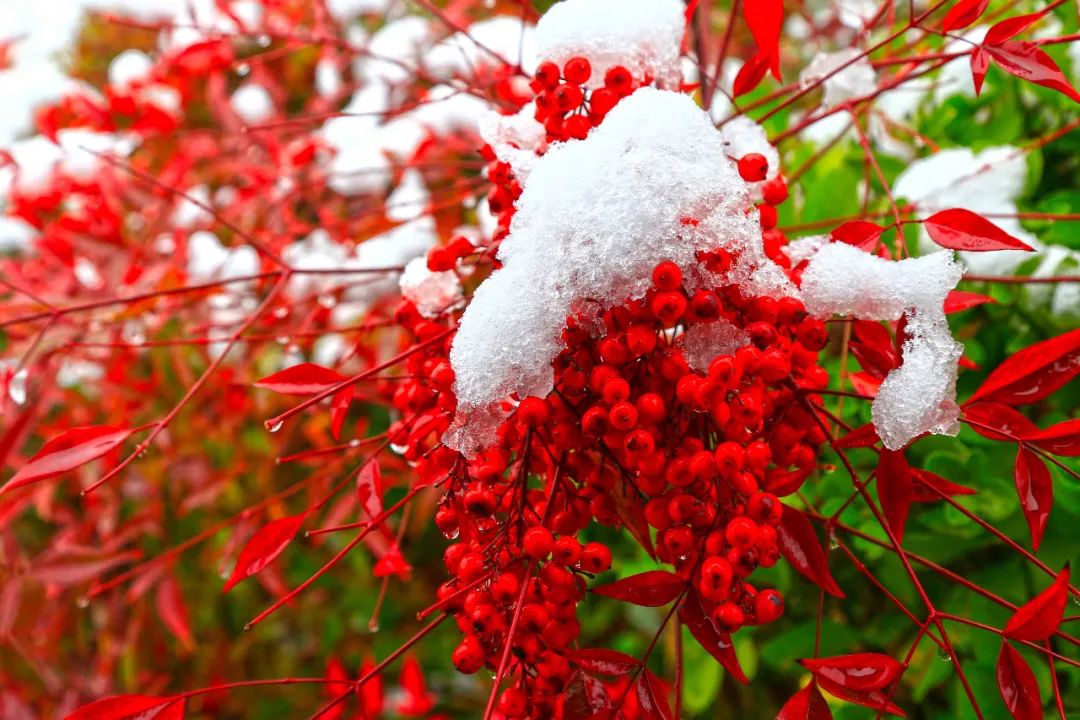 		雪花飘飘，，，，，一起来浏览建材小同伴镜头下的漂亮雪景吧！_图片_CA88集团有限公司	