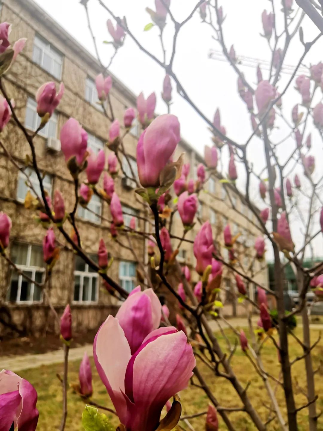 		清明，，，，，来CA88工厂踏青赏花吧~_责任与文化_CA88集团有限公司	
