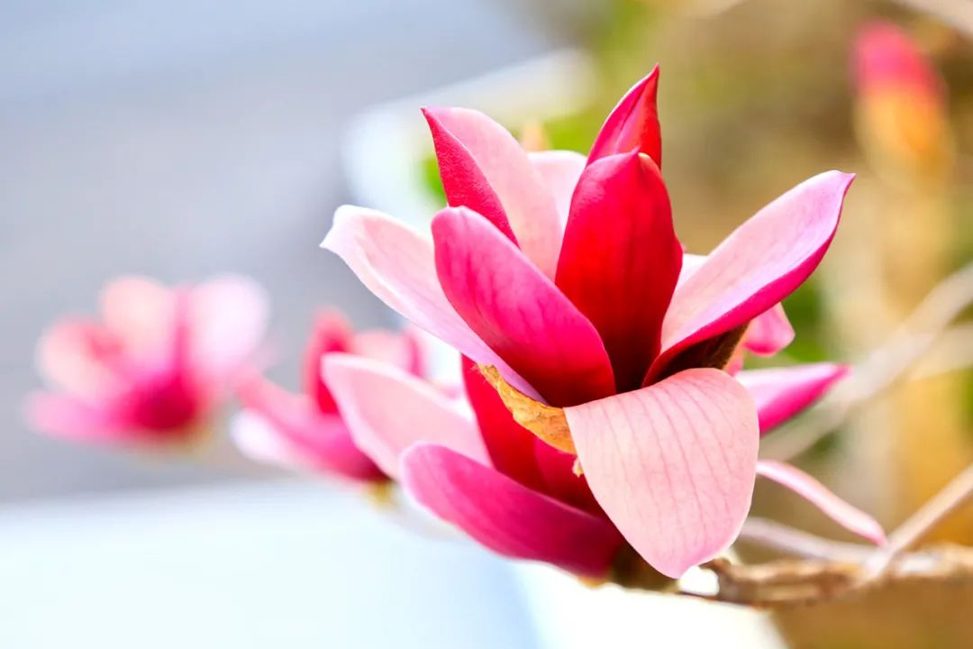 		清明，，，，，来CA88工厂踏青赏花吧~_责任与文化_CA88集团有限公司	