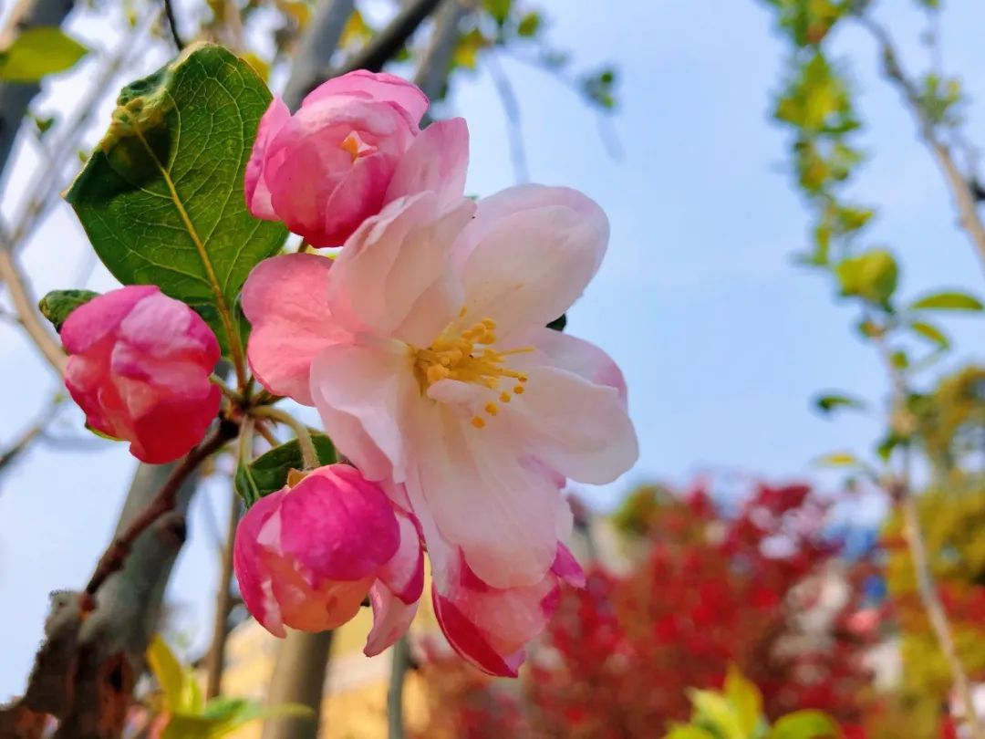 		清明，，，，，来CA88工厂踏青赏花吧~_责任与文化_CA88集团有限公司	