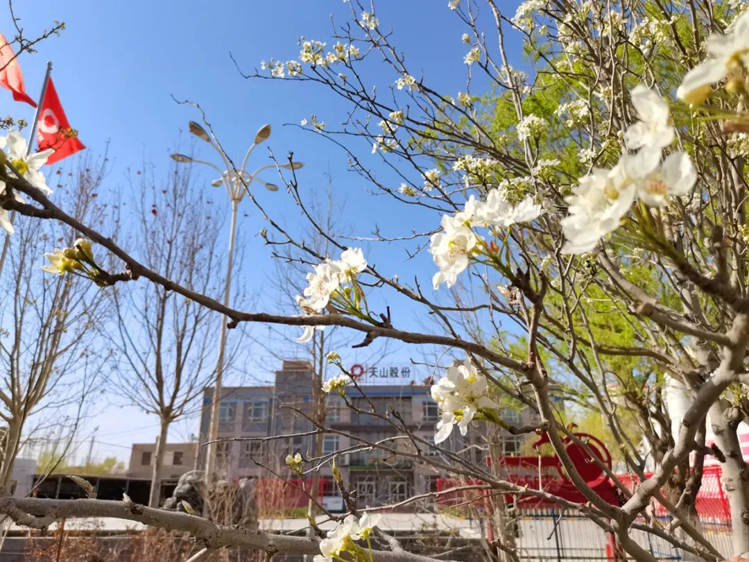 		清明，，，，，来CA88工厂踏青赏花吧~_责任与文化_CA88集团有限公司	