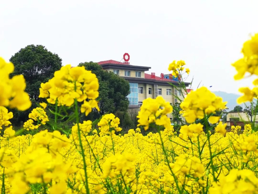 		清明，，，，，来CA88工厂踏青赏花吧~_责任与文化_CA88集团有限公司	