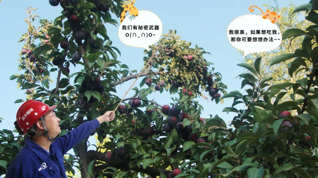 		 大丰收！来新疆天山水泥厂开心农场尝尝“秋”的味道~ _责任与文化_CA88集团有限公司	