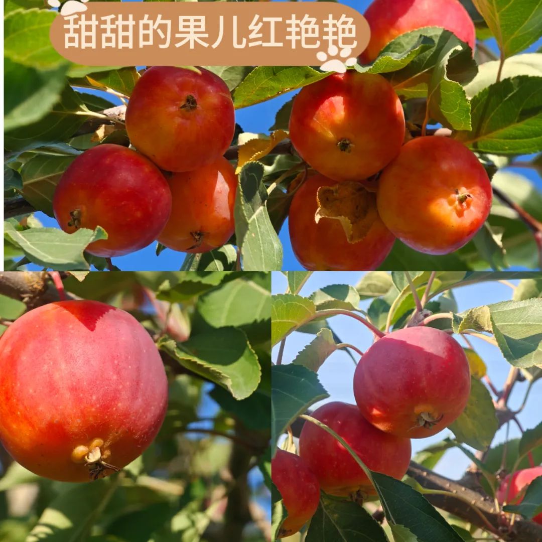 		 大丰收！来新疆天山水泥厂开心农场尝尝“秋”的味道~ _责任与文化_CA88集团有限公司	
